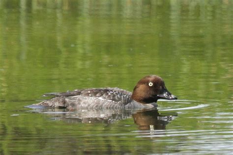 Common Goldeneye – female 1 – BirdLife eThekwini KZN