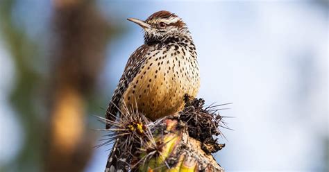 What is the State Bird of Arizona? (And Why?) | Birdfact