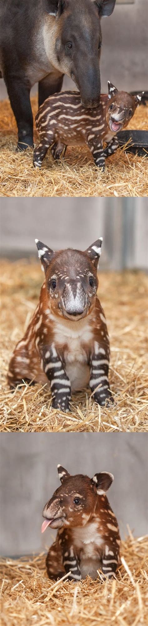 This Baby Tapir is the Most Painfully Adorable Thing You'll See All Week - I Can Has Cheezburger?