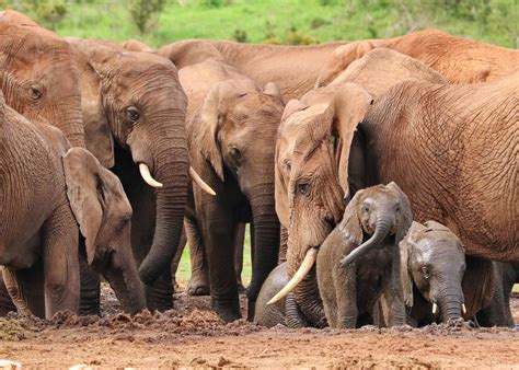 Hwange National Park boasts an abundance of wildlife