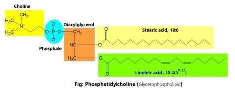 Glycerophospholipid Structure