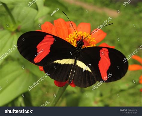 49 Genus heliconius Images, Stock Photos & Vectors | Shutterstock