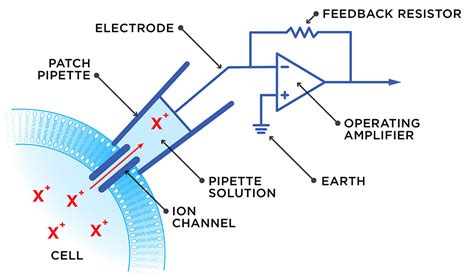 Our cellular city networks - Curious