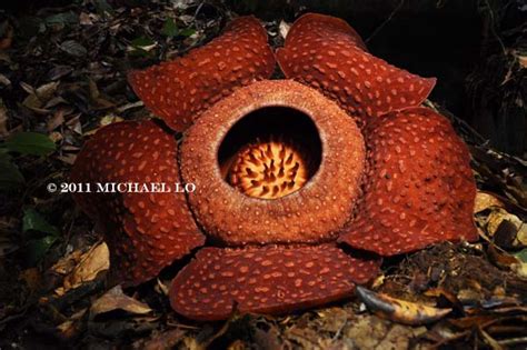 The rainforests of Borneo & Southeast Asia: Rafflesia tuan-mudae from Gunung Gading National ...