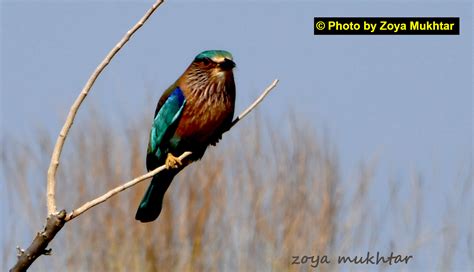 Indian Roller at Kirthar National Park. - Pakistan Wildlife