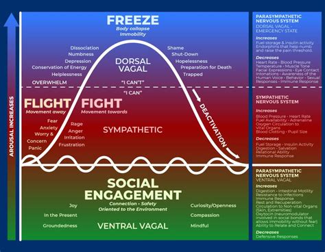 a diagram showing the stages of flight and social engagement in an organization's business