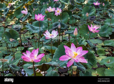 Pink Lotus flowers, Indian lotus, sacred lotus, bean of India (Nelumbo nucifera) at Ubud, Bali ...