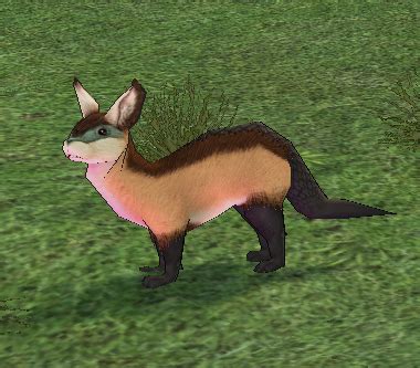 Black-tailed Mongoose (Quest) - Mabinogi World Wiki