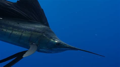 Swordfish: Explore the Interesting Fish - Ocean Info