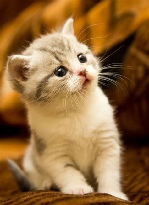 One Cute Kitten - 29th February 2016 - We Love Cats and Kittens