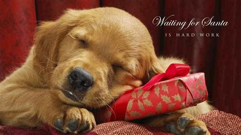 Golden Retriever Christmas Wallpaper With Dogs - Pets Lovers