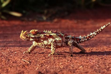 10 Of the World's Most Amazing Lizard Species - WorldAtlas