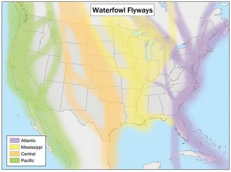 Pacific Flyway - Alchetron, The Free Social Encyclopedia