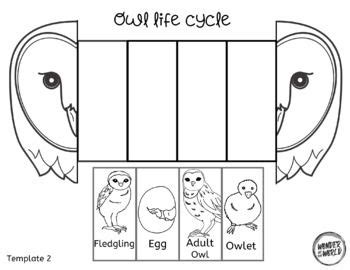 Life cycle of an owl foldable by Wonder at the World | TpT Science ...