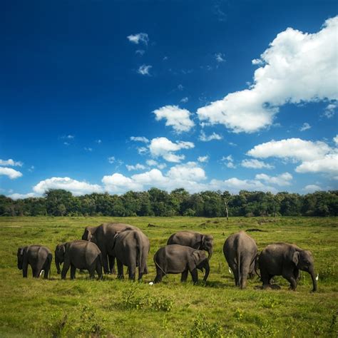 Premium Photo | Wild elephants in sri lanka