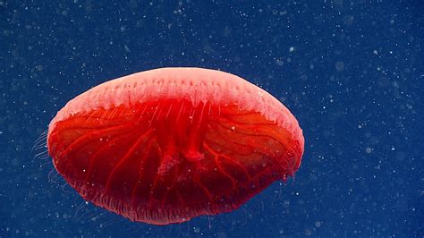 A Dive 2,300 Feet into the Atlantic Ocean Uncovers a New Bright Red Jellyfish Species – Up Food