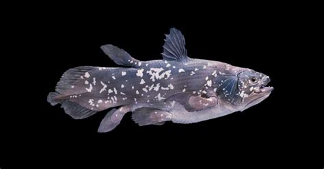 Coelacanth Animal Pictures | A-Z Animals