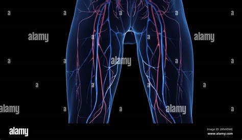 Male leg veins, illustration Stock Photo - Alamy