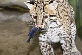 Food - Ocelots