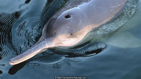 China's Yangtze river dolphin is now extinct (Credit: Mark… River ...