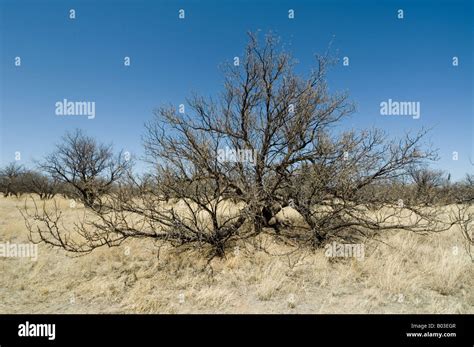 Mesquite tree hi-res stock photography and images - Alamy