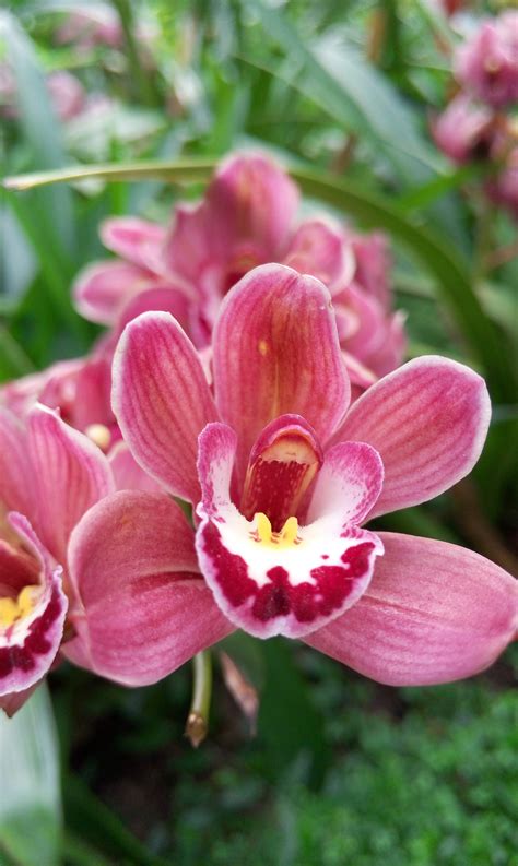 Free Images : blossom, petal, botany, flora, orchid, macro photography, flowering plant, sea of ...