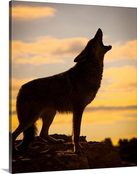 Coyote howling at sunset, Triple D Ranch, California, United States of America Wall Art, Canvas ...