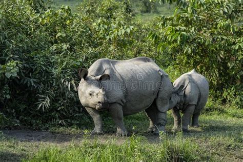 Rhino in Kaziranga National Park Stock Image - Image of kaziranga ...