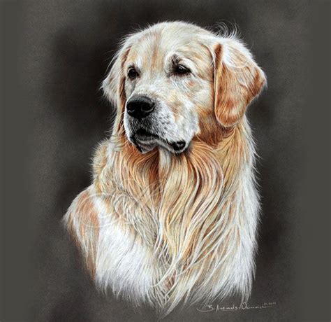 30 гиперреалистичных портрета собак карандашом | Dog paintings, Golden retriever art, Animal ...