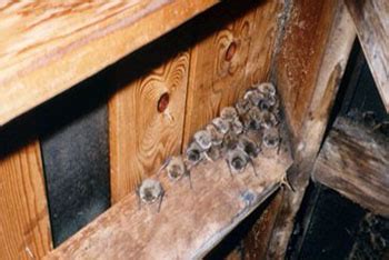 Residential Bat Removal Services, Bat Control, Bats in Attic