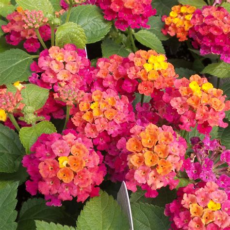 Lantana Bandana® Cherry Sunrise - Moss Greenhouses