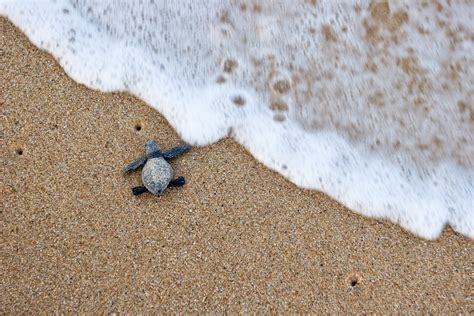 Olive Ridley — The State of the World's Sea Turtles | SWOT