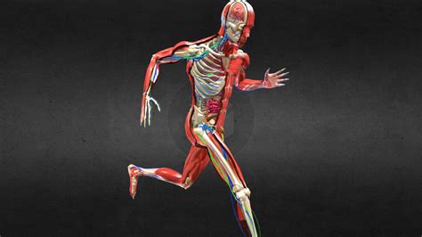 Anatomy Back Body Anatomy Human Anatomy Animation Ref - vrogue.co