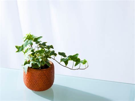 Ivy Plant Care: Tips For Growing Ivy Indoors