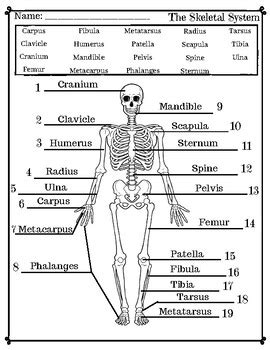 Skeletal System Labeling Activity/Quiz by HealthyLessons | TPT