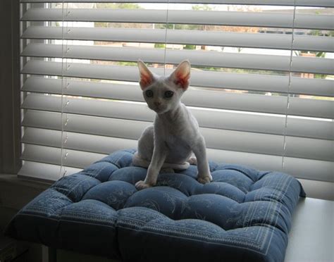 Devon Rex Kittens for Sale & Cats for Adoption | Sweetie Kitty - 2023 | Devon rex kittens, Cats ...