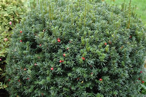 Hicks Yew | Plants, Monrovia plants, Evergreen shrubs