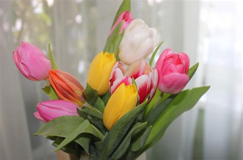 Tulip flowers arrangement HD wallpaper | Wallpaper Flare