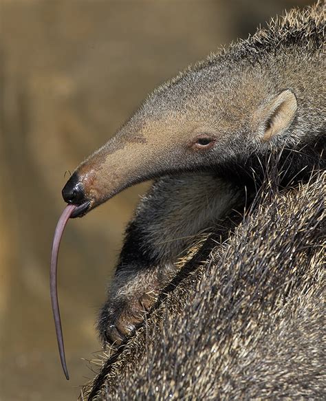 Giant Anteater | San Diego Zoo Animals & Plants