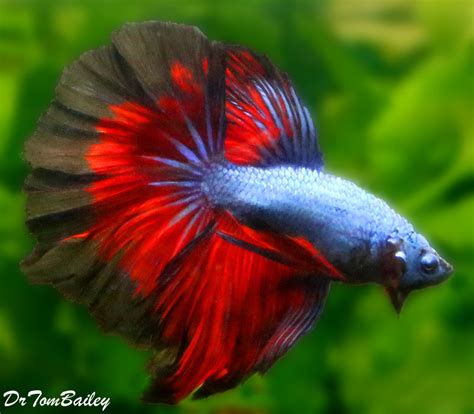 Premium MALE Show Rose Petal Unique Halfmoon Betta Fish