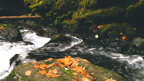 leahberman: autumn quest Oregon forests instagram - Tumblr Pics