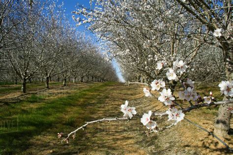 Agriculture - Almond orchard in full bloom in late Winter / Glenn County, California, USA ...