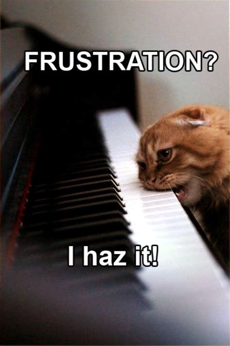 Frustration Cat - I Haz It