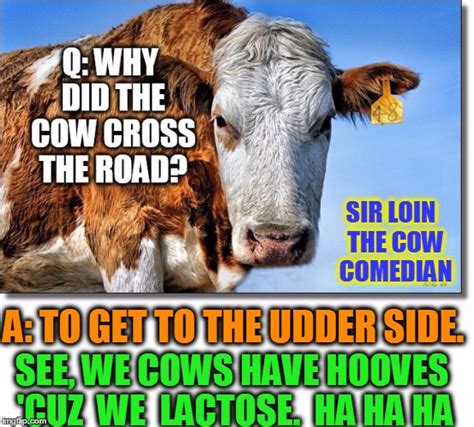 Funniest Cow Memes - All About Cow Photos