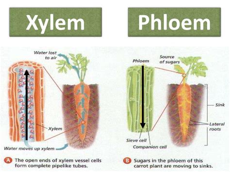 PPT - Plant Tissues, Structure and Function PowerPoint Presentation - ID:2002490