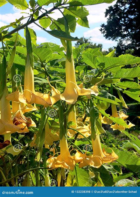 Hanging Yellow Trumpet Flower in Beautiful Light Stock Photo - Image of ...