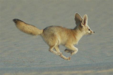 http://www.saharaconservation.org fennec fox | Cute animals, Fennec fox, Animals beautiful