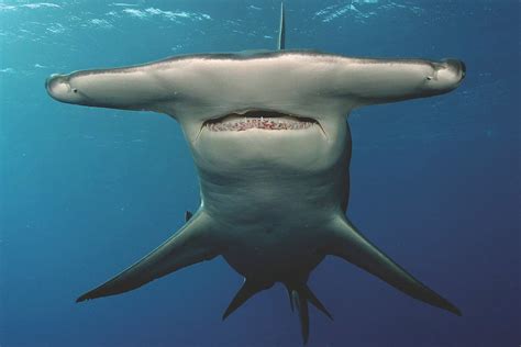 The Hammerhead Shark Listed as a Critically Endangered Species ⋆ The Costa Rica News