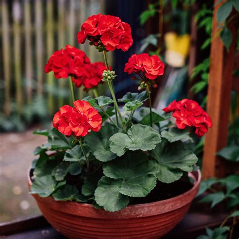 Geranium Plant Red