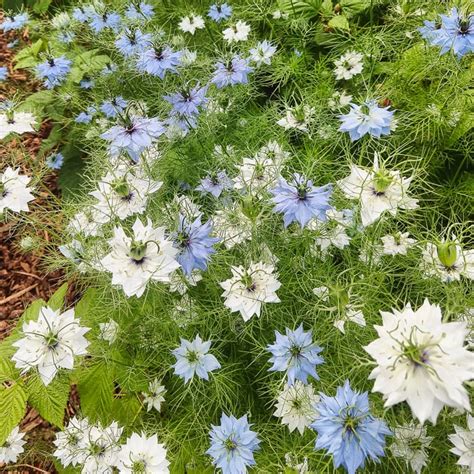 Nigella, Love-in-a-Mist (Organic) - Adaptive Seeds